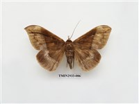 藏品(夜蛾270)的圖片